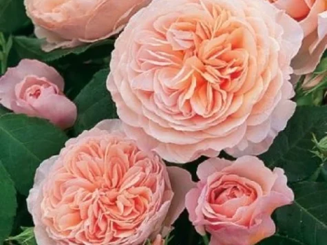 Rose william morris [rj clt 6 - imagine 1