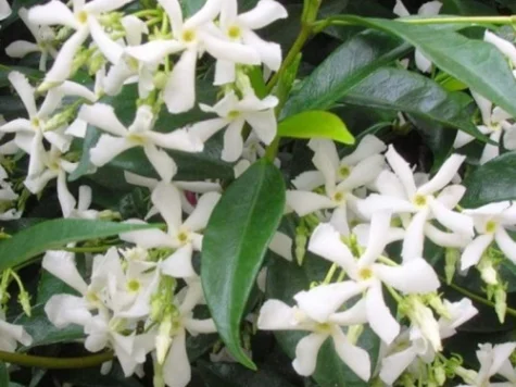 Rychospermum - iasomie stelata replantat * - imagine 1