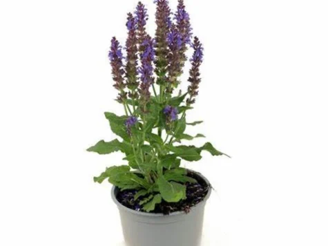 Salvia p12 gr - imagine 1
