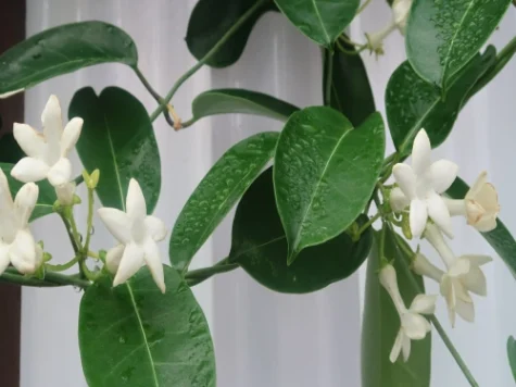 Stephanotis 6* - imagine 1