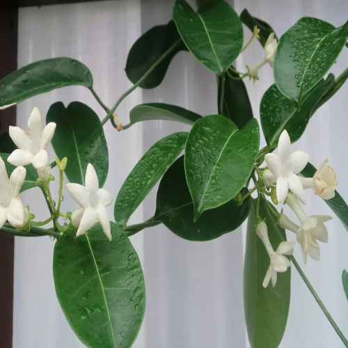 Stephanotis