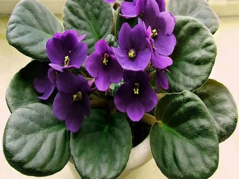 Violeta de parma 8* - imagine 1