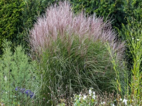 Miscanthus sin kleine silbersp replantat - imagine 1