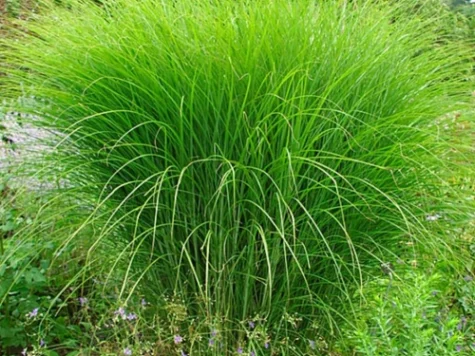 Miscanthus sin gracillimus replantat - imagine 1