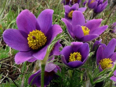 Anemona pulsatilla culori diverse P11 - imagine 1