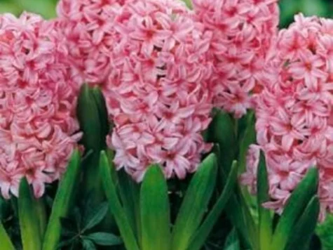 Anemone Coronaria Caen 25 bulbi - imagine 1