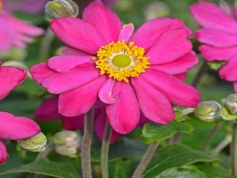 Anemone in cultivars P11 - imagine 1