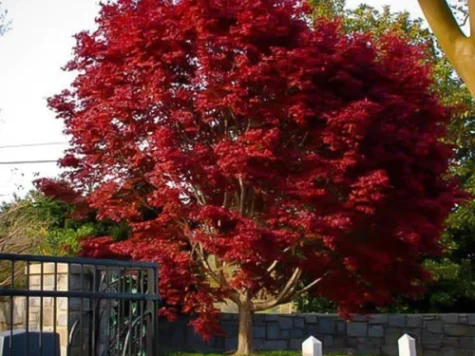 Artar Acer palmatum Bloodgood C4 P21 50-60 CM - imagine 1
