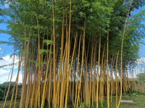 Bambus auriu Phyllostachys aurea C5 P23 - imagine 1