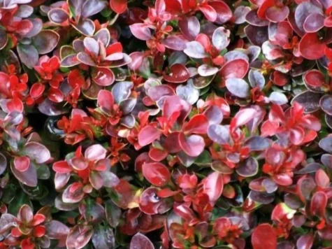 Berberis thunb Bagatelle C3 P19 20-25 CM - imagine 1