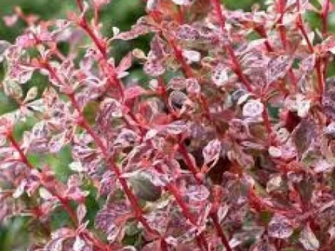 Berberis thunb Harlequin C3 P19 30-35 CM - imagine 1