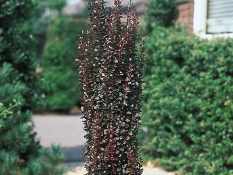 Berberis thunb Helmond Pillar C3 P19 30-35 CM - imagine 1