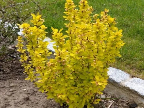 Berberis thunb Maria C3 P19 30-35 CM - imagine 1