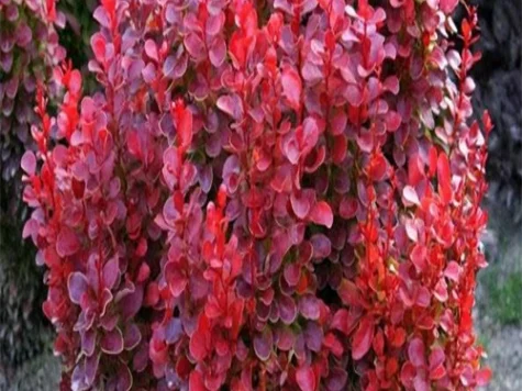 Berberis thunb Red Tower C3 P19 30-40 CM - imagine 1
