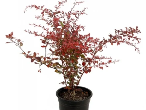 Berberis thunb Rose Glow C3 P19 25-30 CM - imagine 1