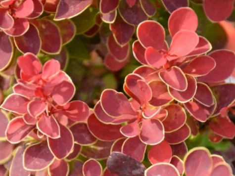 Berberis thunb Ruby Star C3 P19 20-25 CM - imagine 1