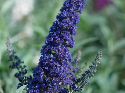 Buddleja Buzz in cultivars C3,5 P20 - imagine 1