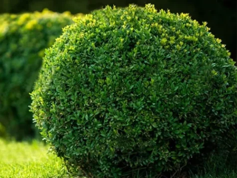 Buxus sempervirens 35 CM BALL P26 ANTR - imagine 1