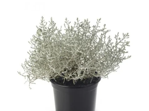 CALOCEPHALUS mini - imagine 1