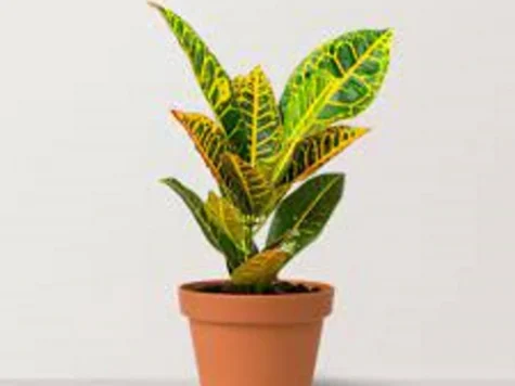 CODIAEUM PETRA medium - imagine 1