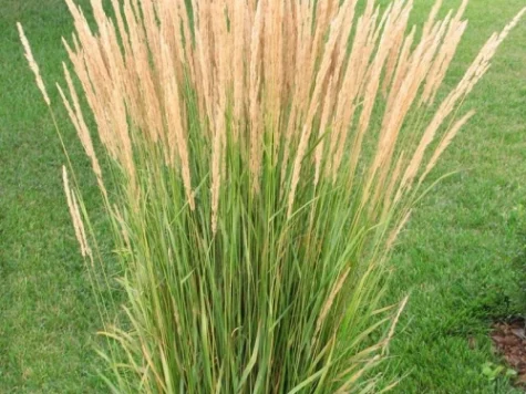 Calamagrostis arund. Iarba decorativa P9 - imagine 1