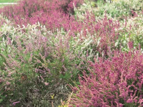 Calluna skyline H - imagine 1