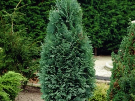 Chamaecyparis Columnaris 80-100 CM - imagine 1