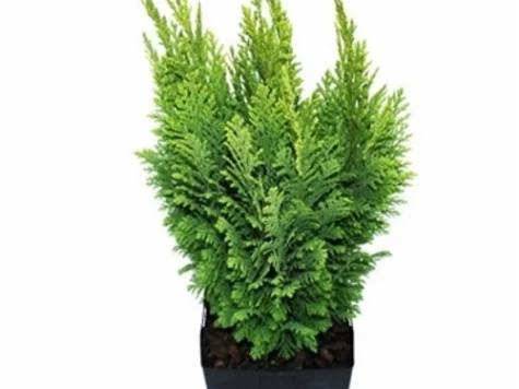 Chamaecyparis H - imagine 1