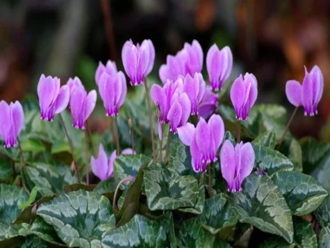 Ciclamino Hederifolium 2 bulbi - imagine 1