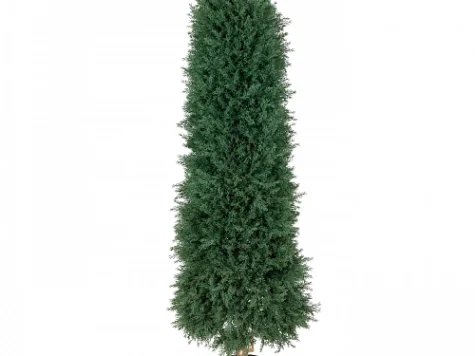 Conifers in cultivars 40 CM STEM C3 P19 - imagine 1