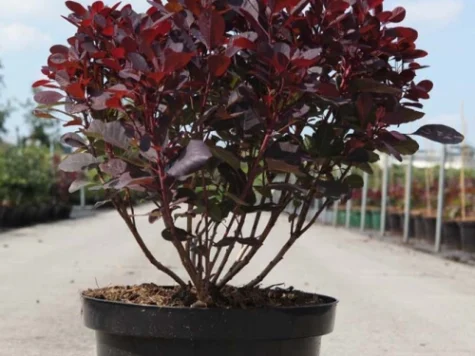 Cotinus cogg diverse C3 P19 30-40 CM - imagine 1