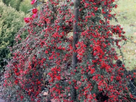 Cotoneaster Copacel SF Coral Beauty 60 CM P21 - imagine 1