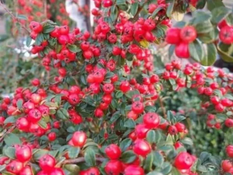 Cotoneaster Major Winter Jewel Copacel 80 CM P23 - imagine 1
