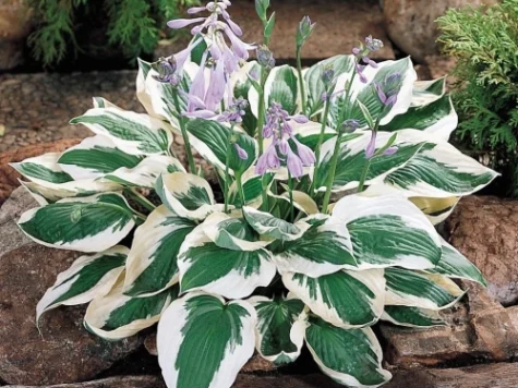 Crin Hosta diverse P11 - imagine 1