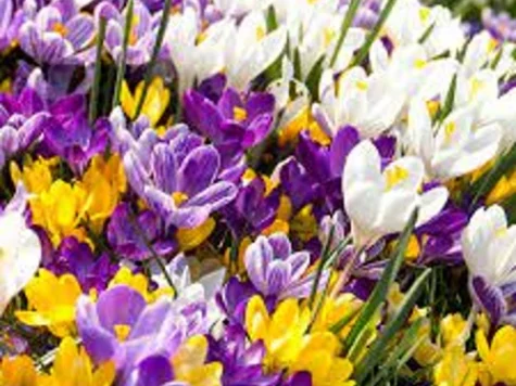 Crocus Large Flowering mix 10 bulbi - imagine 1