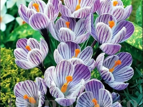 Crocus Pickwck 10 bulbi - imagine 1