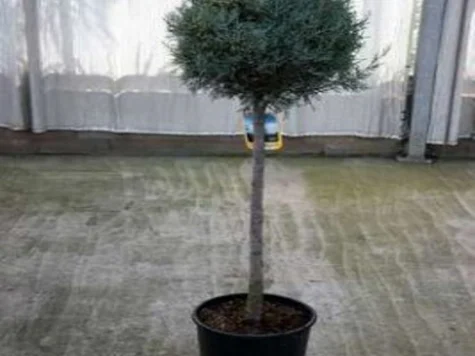 Cupressus arizonica Fastigiata C18 - imagine 1
