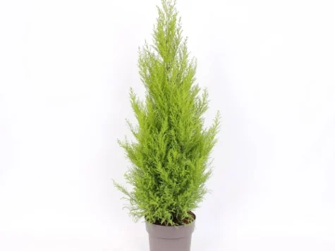 Cupressus piramid H - imagine 1