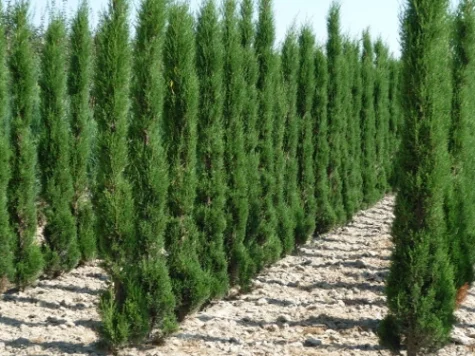 Cupressus semperv Totem P18 30-40 CM - imagine 1