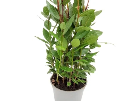 Dafin - laurus clt 10 125/150 IT - imagine 1