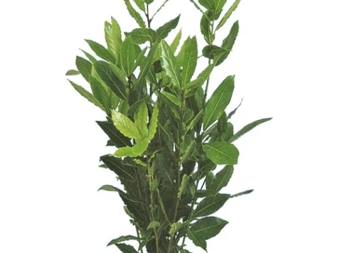 Dafin - laurus clt 160 120/140 IT - imagine 1