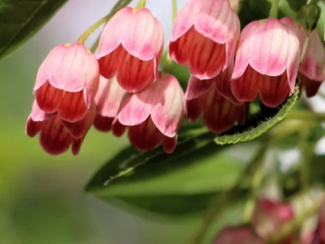 Enkianthus campanulatus C3 P19 30-40 CM - imagine 1