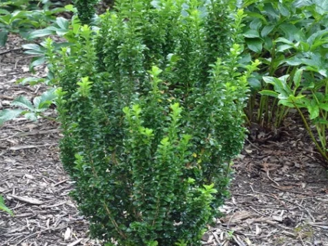 Euonymus jap Green Spire P9 10-12 CM - imagine 1