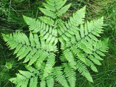 Feriga Ferns diverse P15 - imagine 1