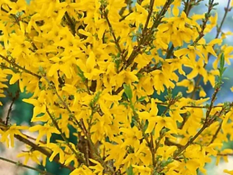 Forsythia int Courtalyn P26 60-80 CM - imagine 1