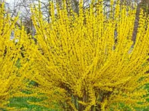 Forsythia int Lynwood C6,5 P24 60-80 CM - imagine 1