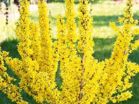 Forsythia int Mikador C3 P19 30-40 CM - imagine 1