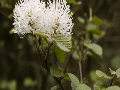 Fothergilla major C4 P21 30-40 CM - imagine 1