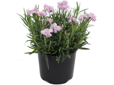 Garofita Dianthus mix culori P11 - imagine 1