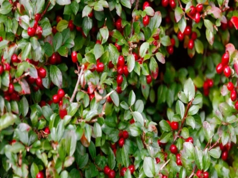 Gaultheria - imagine 1